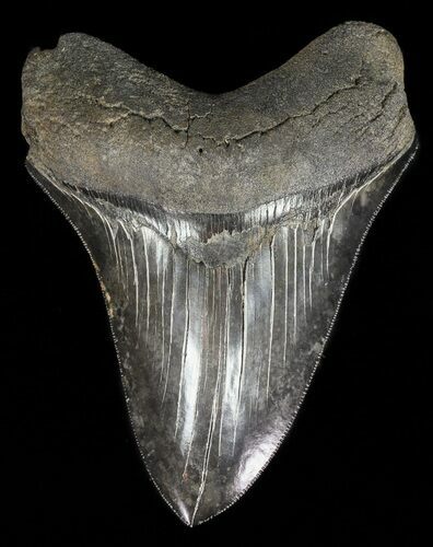 Serrated, Fossil Megalodon Tooth - Nice Tip #57178